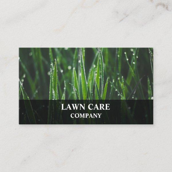 Lawn Care Landscape modern professional yard Busin