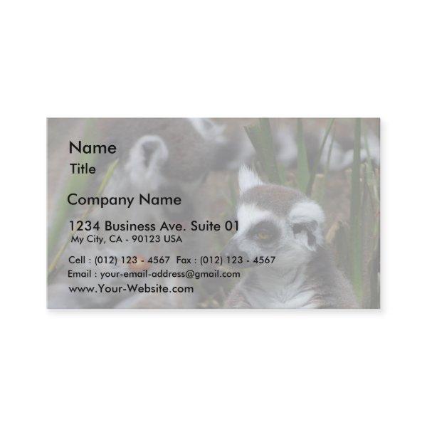 Lemurs Animals