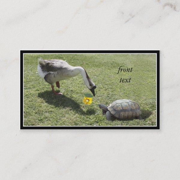Let's Be Friends - The Turtle & The Goose
