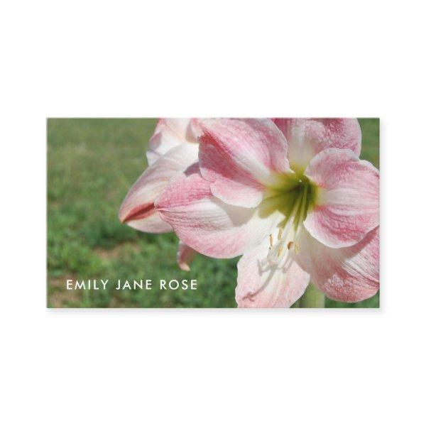 Lily 'Stargazer', Oriental lilies, Floristry