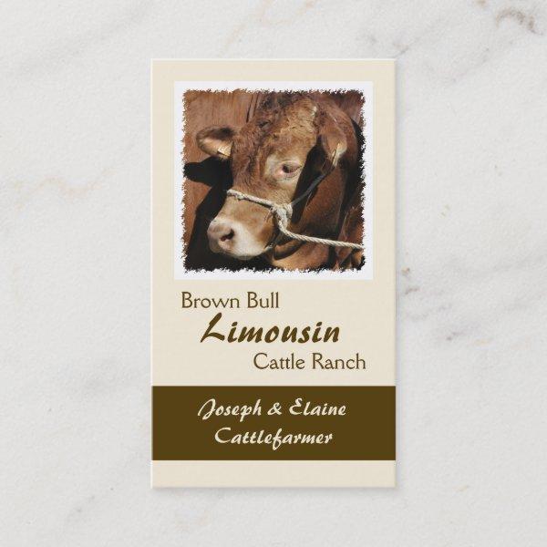 Limousin bull in a halter