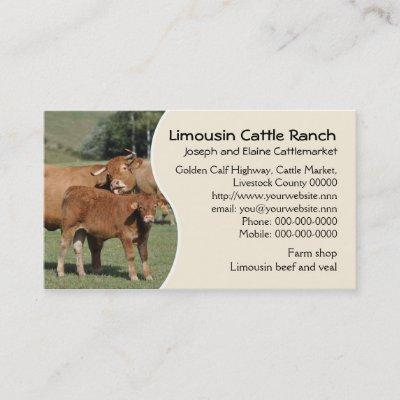 Limousin cattle farm or ranch