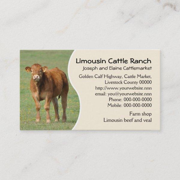 Limousin cattle ranch calf photo