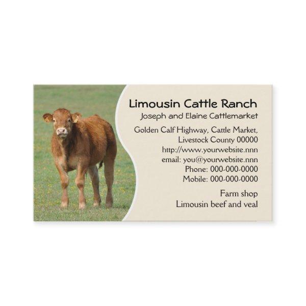 Limousin cattle ranch calf photo