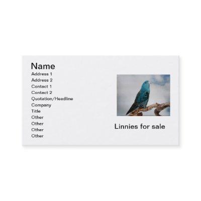 Lineolated Parakeet