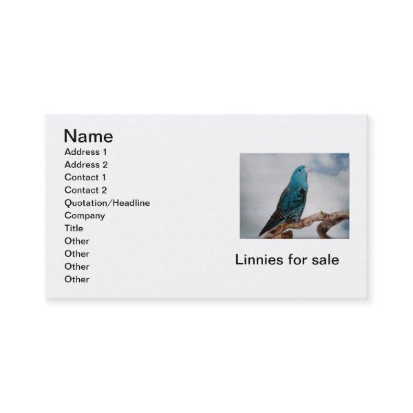Lineolated Parakeet