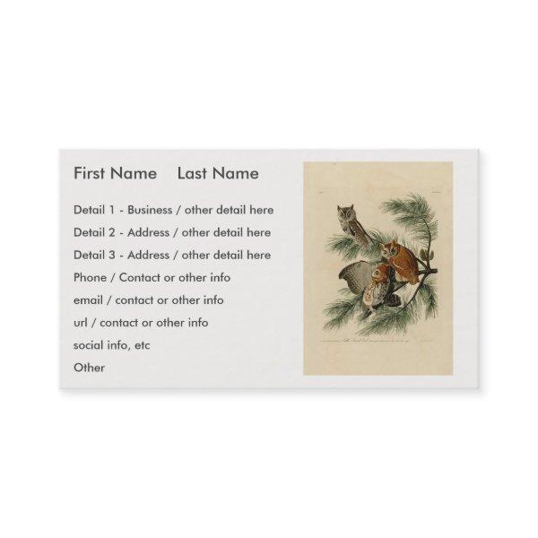 Little Screech Owl from Audubon's Birds of America