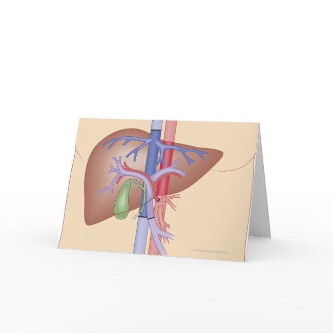 Liver Transplant Procedure Card