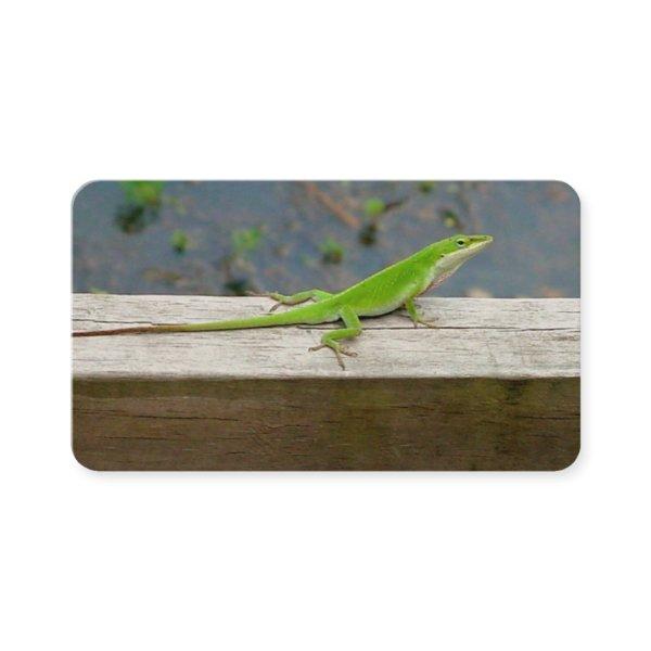 Lizard
