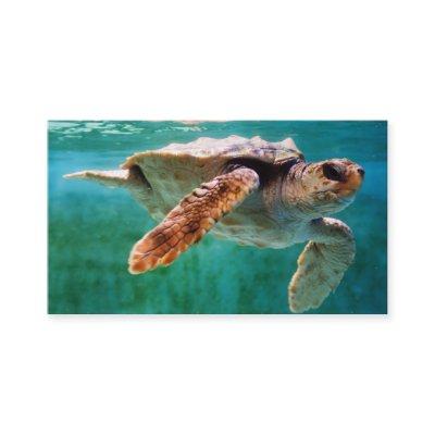 Loggerhead #2 Mini Print