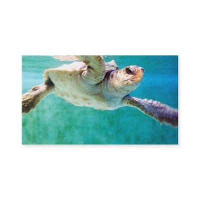 Loggerhead #3 Mini Print