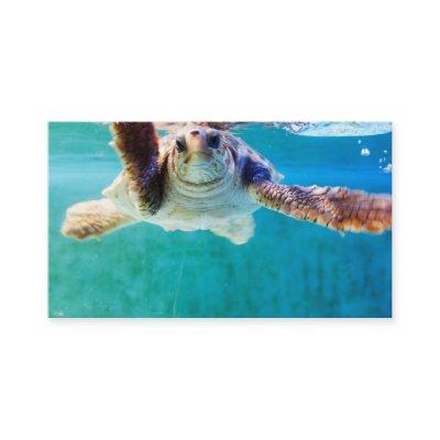 Loggerhead #4 Mini Print