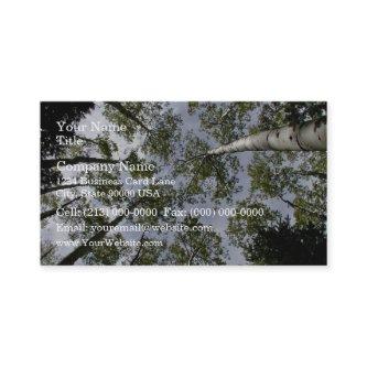 Looking Up at Aspen Trees in forest