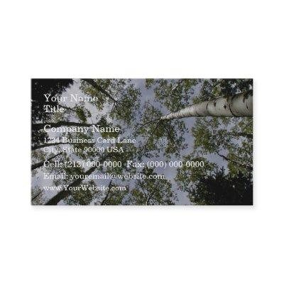 Looking Up at Aspen Trees in forest