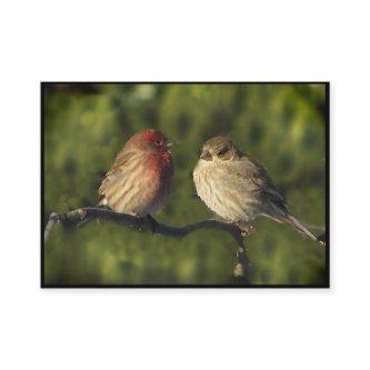 Lovebirds ATC