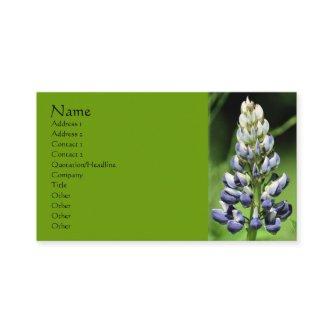 Lupine Flower Nature