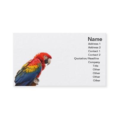 macaw
