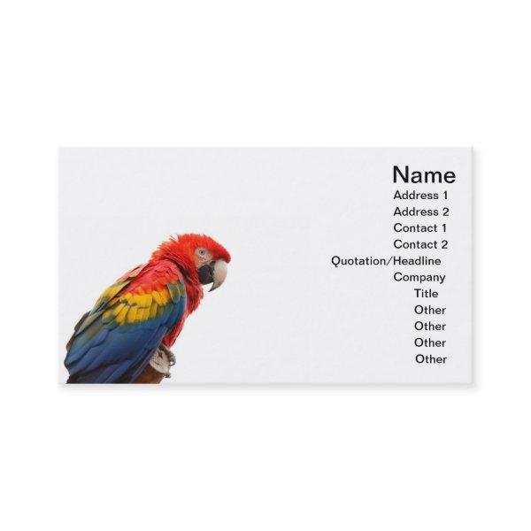 macaw
