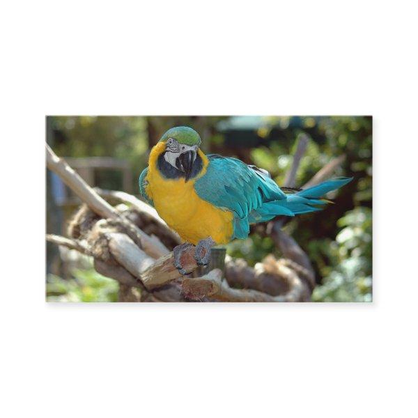 Macaw Parrot