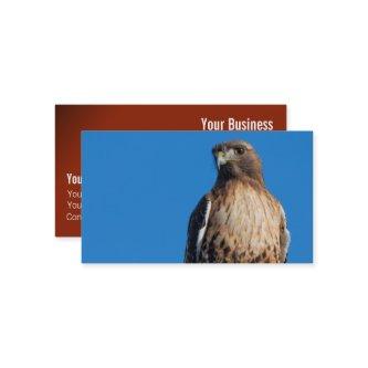 Magnificent Red-Tailed Hawk in the Sun
