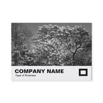Magnolia tree in Blossom (B&W)