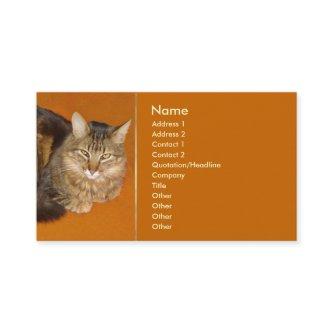 Maine Coon Cat