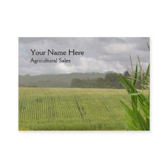 Maize plants in a farm landscape