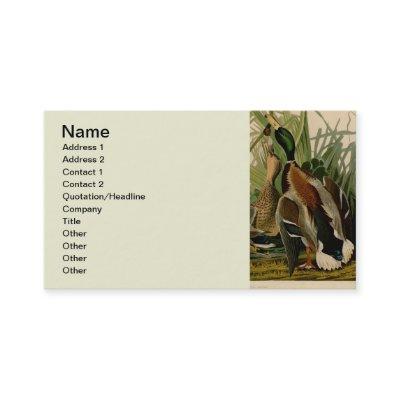 Mallard Duck Audubon Bird Painting