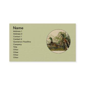 Mallard Duck Audubon Bird Painting