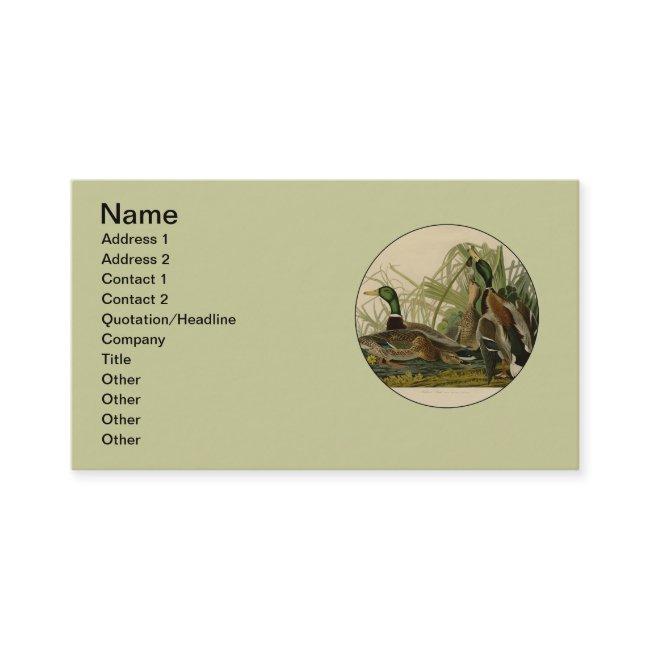 Mallard Duck Audubon Bird Painting