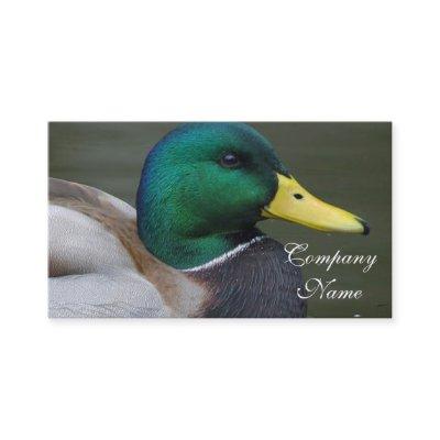 Mallard Duck