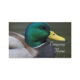 Mallard Duck