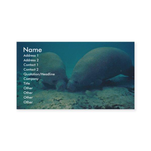 Manatee Rooting in Sand