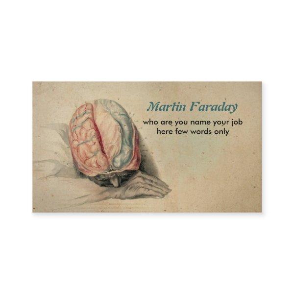 medical  human brain