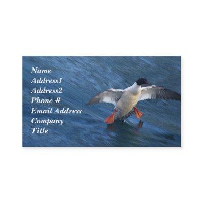 Merganser Duck