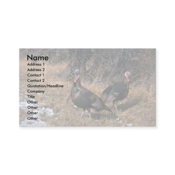 Merriams wild turkeys, gobblers