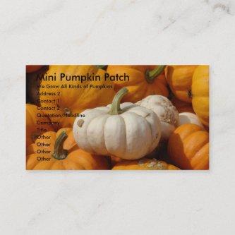 Mini Pumpkin Patch, We Grow All Kinds...