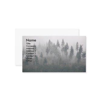 Misty Evergreen Forest Landscape