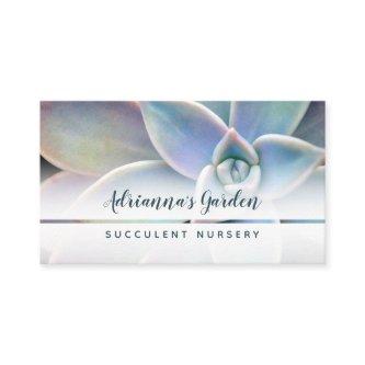 Modern Simple Succulent Plant Nursery Photo