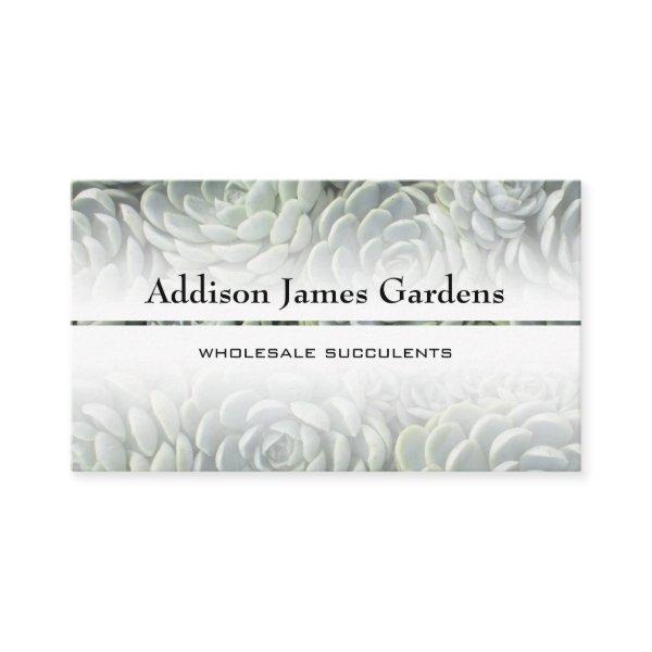 Modern Succulent Garden Green Botanicals Nursery