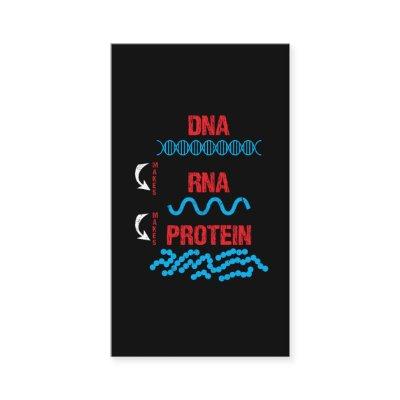 Molecular Biology DNA RNA Protein Cell Biology