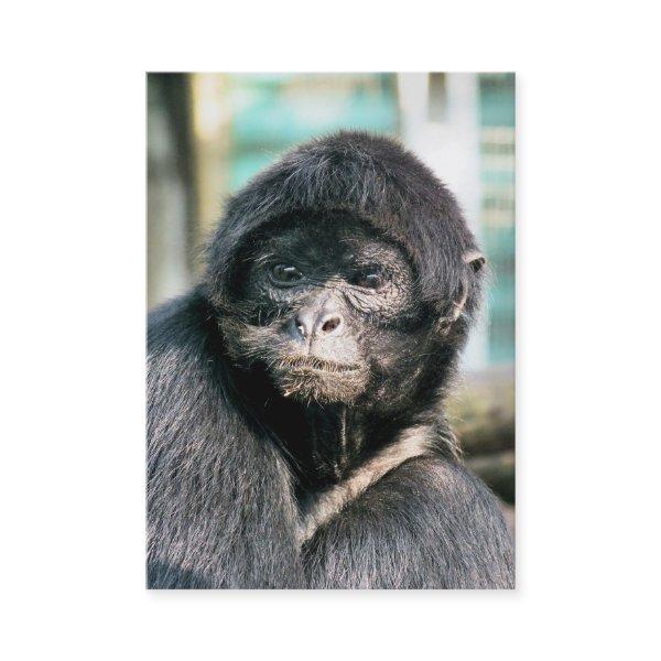 MONKEY