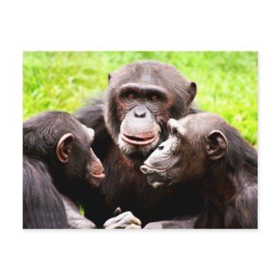 Monkey Business Postcard