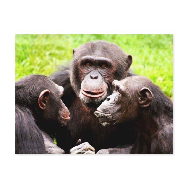 Monkey Business Postcard