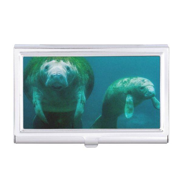Mother manatee with her calf in Crystal River  Holder