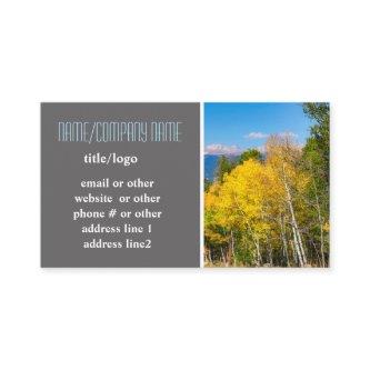 mountain aspen trees autumn yellow nature photo