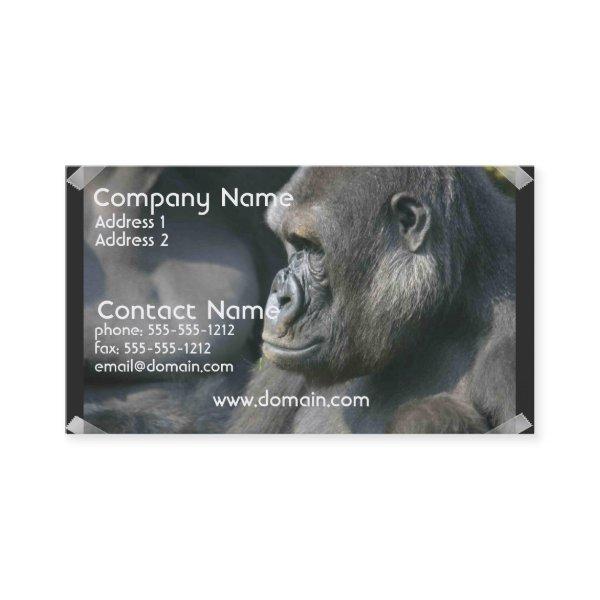 Mountain Gorilla
