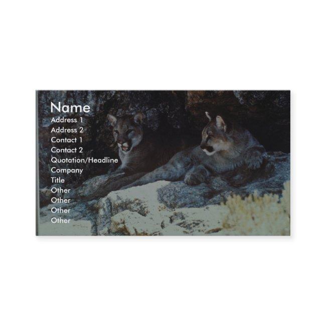 Mountain Lion