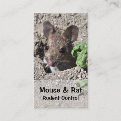 Mouse and rat pest control