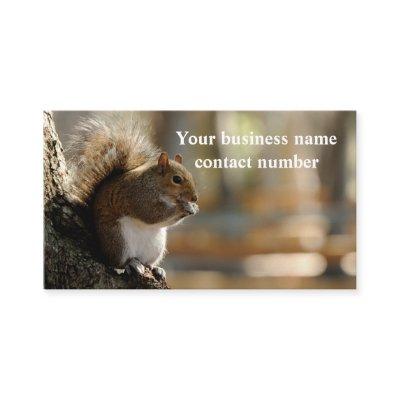 Mr Squirrel
